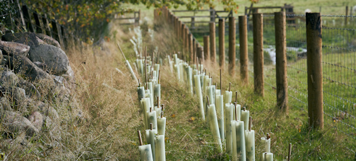 A new hedgerow